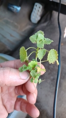 Lamium purpureum