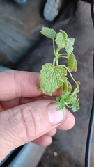 Lamium purpureum