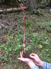 Corallorhiza maculata occidentalis