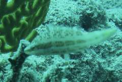 Oxycheilinus orientalis