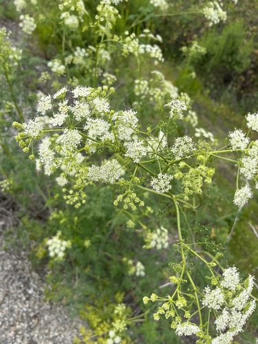 iNaturalist observation photo of poison hemlock