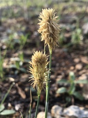 Carex meadii