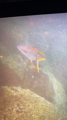Trachinotus rhodopus