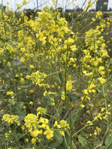 iNaturalist observation photo of Black Mustard