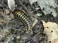 Apheloriini