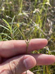 Linum medium texanum