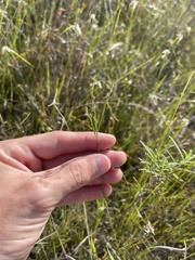 Linum medium texanum