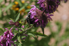 Xylocopa virginica texana