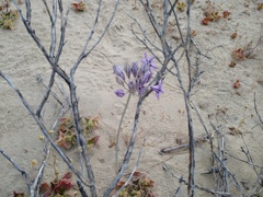 Triteleiopsis palmeri