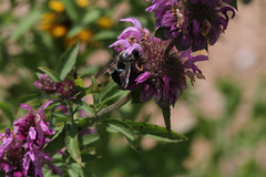 Xylocopa virginica texana