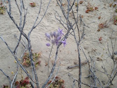 Triteleiopsis palmeri