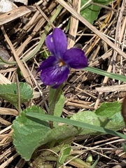 Viola odorata