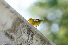 Setophaga petechia melanoptera