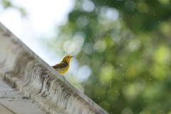 Setophaga petechia melanoptera