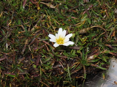 Hypochaeris taraxacoides