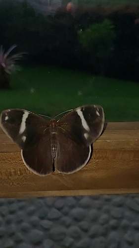 Green-eyed Owl-Butterfly
