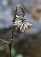 Erigeron cervinus