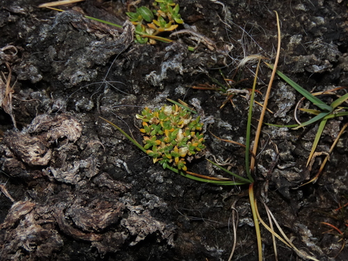 Arenaria rivularis (Arenaria rivularis)