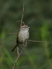 Rhynchospiza strigiceps