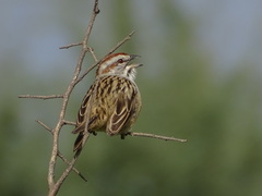 Rhynchospiza strigiceps