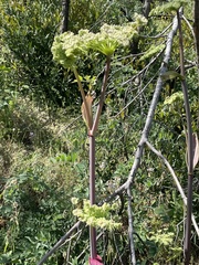 Angelica californica