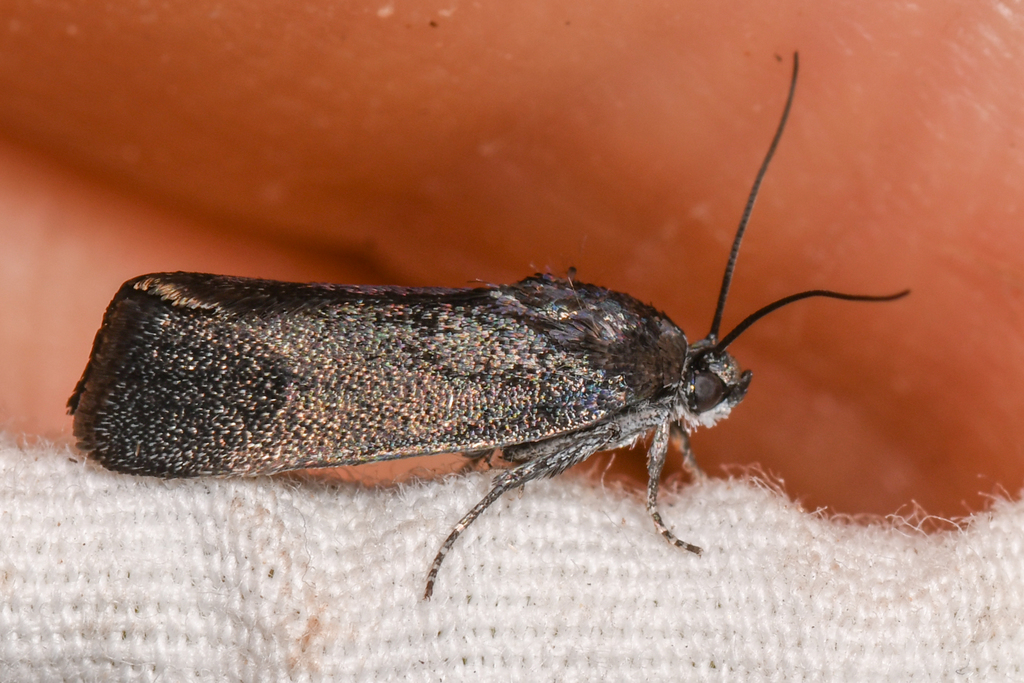 Ponometia nigra