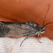 Ponometia nigra - Photo (c) Chloe and Trevor Van Loon, some rights reserved (CC BY), uploaded by Chloe and Trevor Van Loon