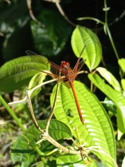 Dythemis rufinervis