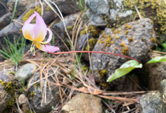 Erythronium citrinum