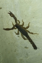 Bothriurus cordubensis