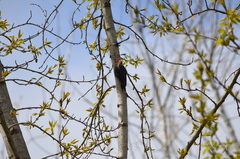 Sphyrapicus ruber