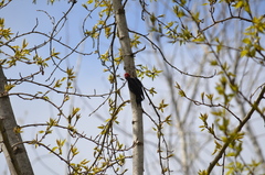 Sphyrapicus ruber