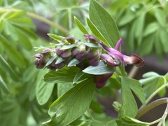 Corydalis scouleri