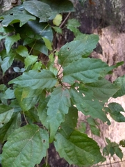 Tynanthus polyanthus