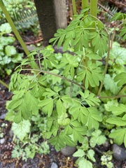 Corydalis scouleri