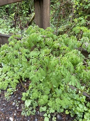 Corydalis scouleri