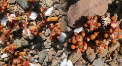 Mesembryanthemum subtruncatum