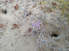 Triteleiopsis palmeri