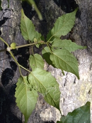 Tynanthus polyanthus