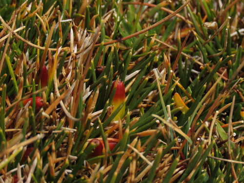 Oxychloë andina (Oxychloe andina)