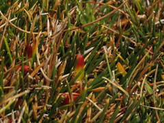 Oxychloe andina