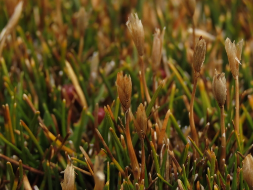 Zameioscirpus atacamensis, 2022-04-05