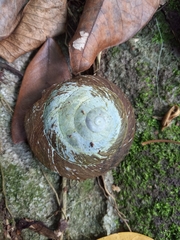 Caracolus excellens
