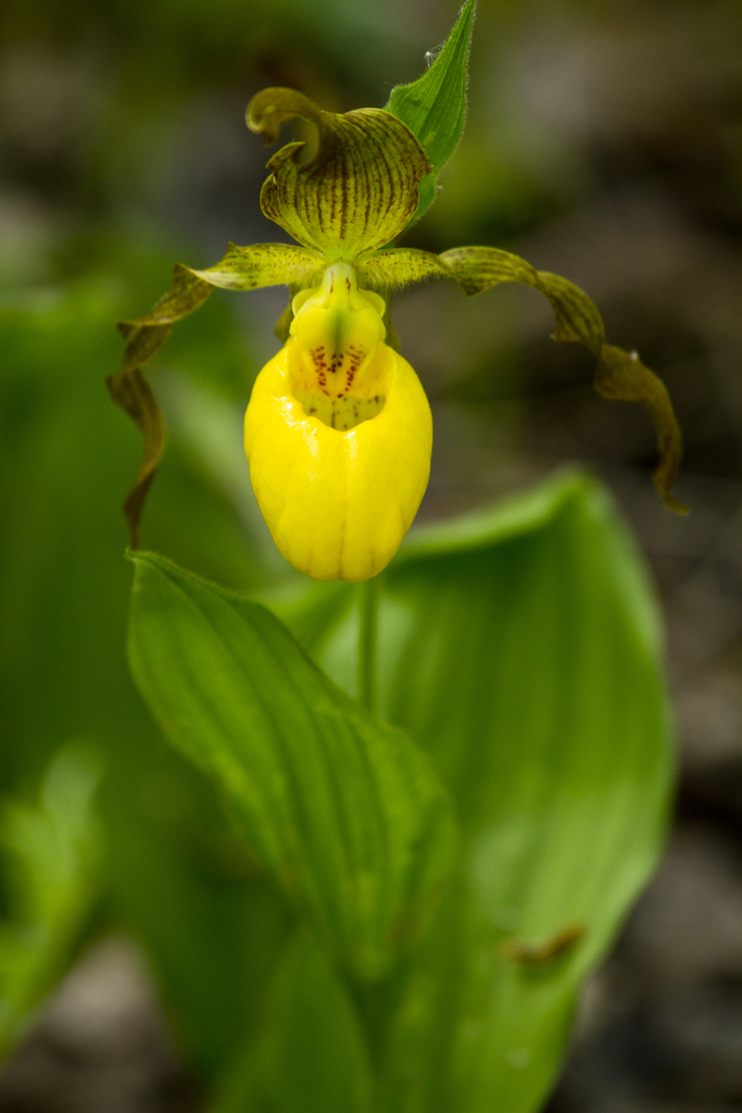 Eloise Butler Wildflower Garden and Bird Sanctuary - Greater Yellow Lady's- Slipper (Cypripedium parviflorum var. pubescens) is a spring-flowering  orchid native to Minnesota and much of North America. Its shoe-like flower  is pollinated
