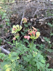 Acmispon grandiflorus
