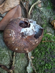 Caracolus excellens