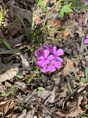 Phlox amoena