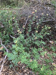 Acmispon grandiflorus