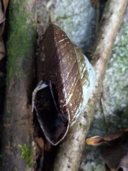 Caracolus excellens