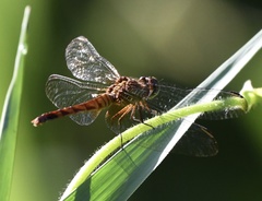 Erythrodiplax fervida